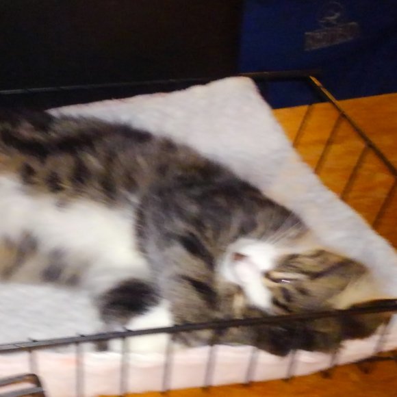 ๐๐๐CHEROKEE'S FERAL HAVEN๐๐๐ - Picture 7 of 14